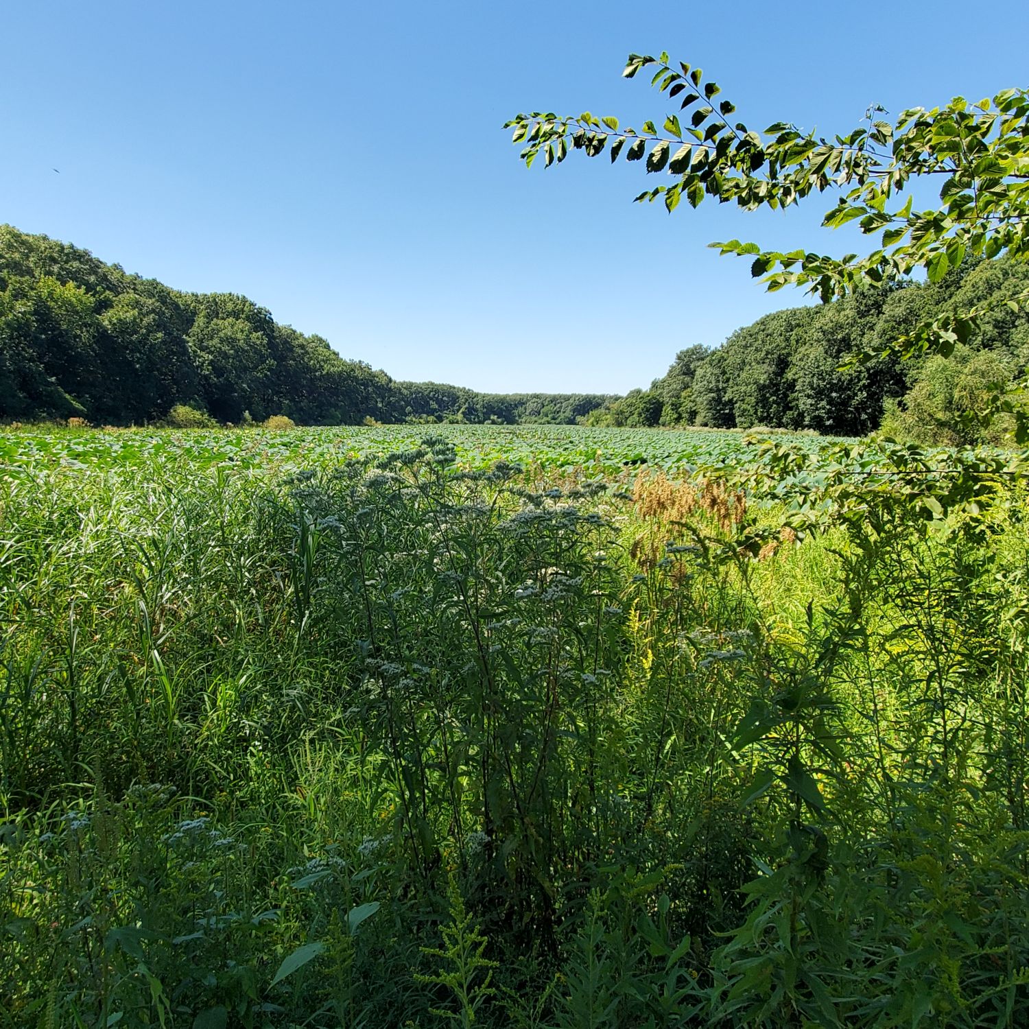 Orange Palos Trail 